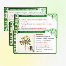 Презентация 