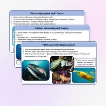 Хрящевые и костные рыбы.