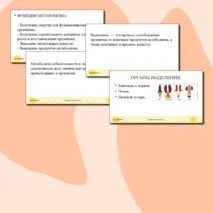 Презентация для урока по биологии 8 класс 