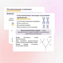 Презентация 