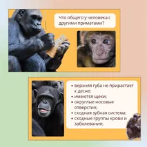 «Человек как часть природы», 9 класс