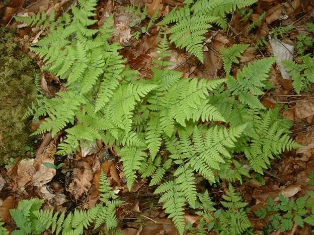 File:Gymnocarpium robertianum1.jpg