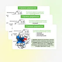 Презентация по биологии 