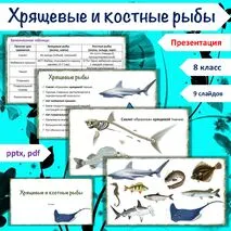 Урок «Хрящевые и костные рыбы», 8 класс