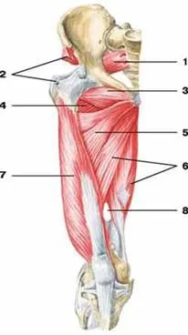http://anatomy_atlas.academic.ru/pictures/anatomy_atlas/ab/part2_foto/m42.jpg