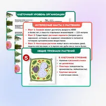 Презентация 