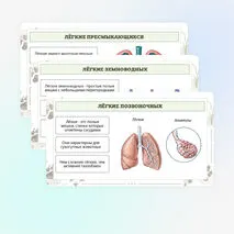 Презентация по биологии «Дыхание животных»