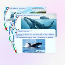 Презентация «Всемирный день китов и дельфинов».
