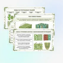 Презентация по биологии «Растительные ткани, их функции»