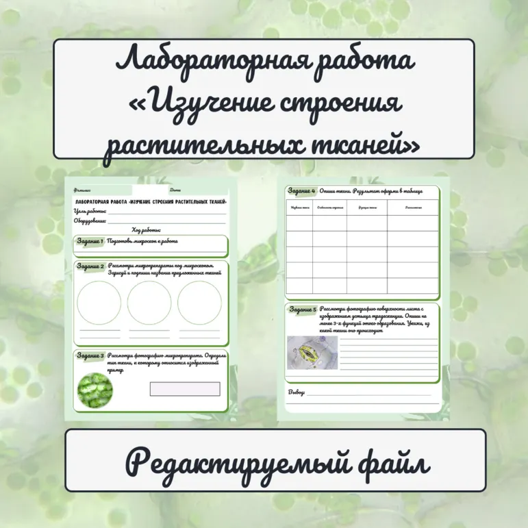 Лабораторная работа «Изучение строения растительных тканей»