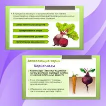 Комплект материалов для урока биологии 