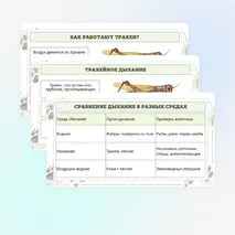 Презентация по биологии «Дыхание животных»