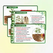Презентация 
