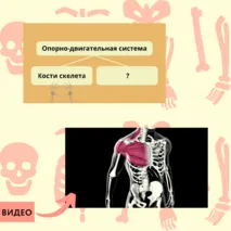 «Строение и функции скелетных мышц», 9 класс