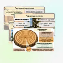 Презентация «Виды и свойства конструкционных материалов. Древесина. Практическая работа 