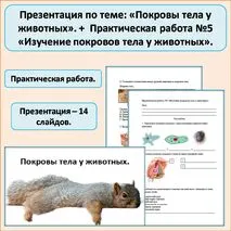 Презентация по теме: «Покровы тела у животных». + Практическая работа №5 «Изучение покровов тела у животных».