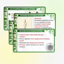 Презентация 