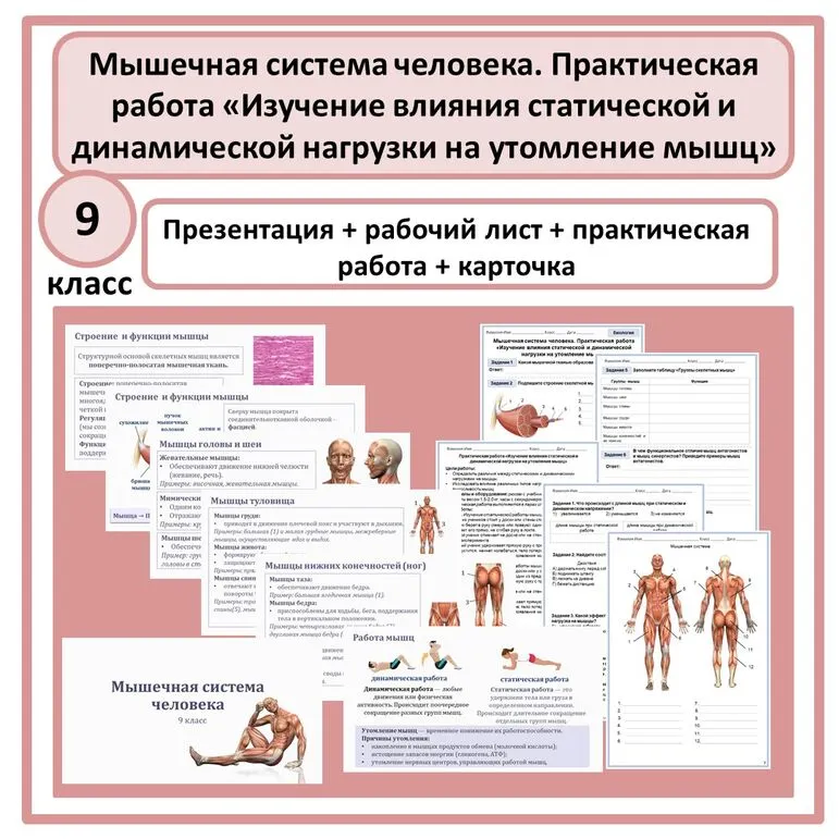 Комплект по биологии (презентация + рабочий лист + практическая работа) «Мышечная система человека. Практическая работа «Изучение влияния статической и динамической нагрузки на утомление мышц» 9 класс
