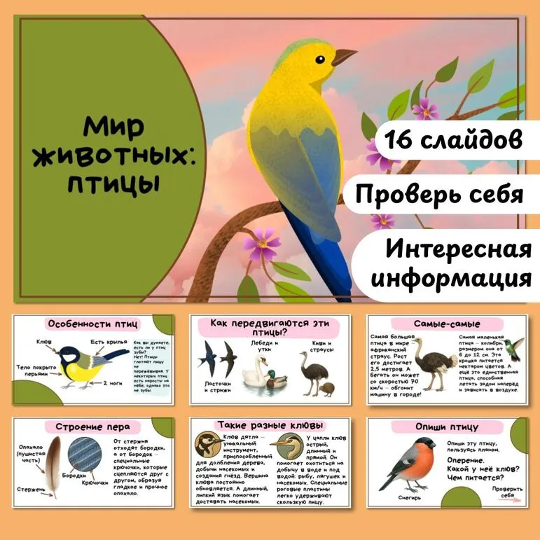 Презентация «Мир животных: птицы. Особенности внешнего вида, передвижения, питания: узнавание, называние, описание»