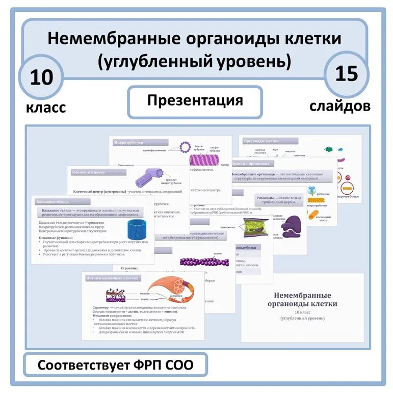 Презентация по биологии «Немембранные органоиды клетки» 10 класс (углубленный уровень)