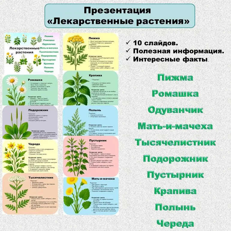 Презентация «Лекарственные растения»
