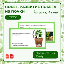 «Побег. Развитие побега из почки», 6 класс