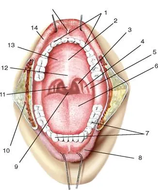 http://vmede.org/sait/content/Anatomija_mixailov_t2/3_files/mb4_052.jpeg