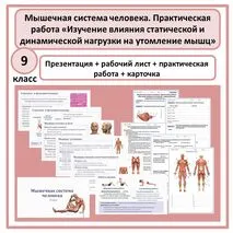 Комплект по биологии (презентация + рабочий лист + практическая работа) «Мышечная система человека. Практическая работа «Изучение влияния статической и динамической нагрузки на утомление мышц» 9 класс