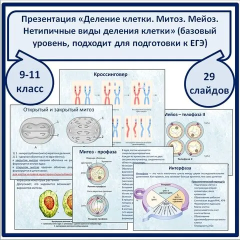 Презентация по теме 