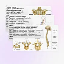 Презентация Скелет человека, строение его отделов и функции