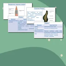 Тип Кольчатые черви. Класс Многощетинковые черви и Пиявки