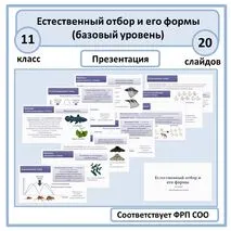 Презентация по биологии «Естественный отбор и его формы» 11 класс (базовый уровень)