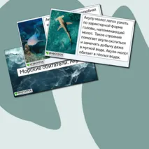 Презентация «Морские обитатели. Акулы»