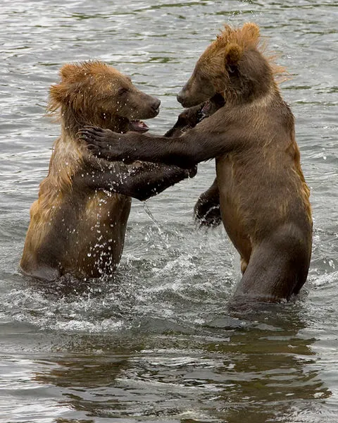 Файл:Brown Bear Cubs.jpg