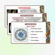 Презентация 