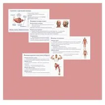 Комплект по биологии (презентация + рабочий лист + практическая работа) «Мышечная система человека. Практическая работа «Изучение влияния статической и динамической нагрузки на утомление мышц» 9 класс