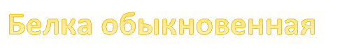 Белка обыкновенная
Белка обыкновенная 
