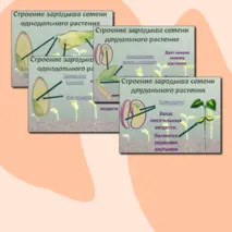 Презентация «Строение и состав семян». Биология 6 класс