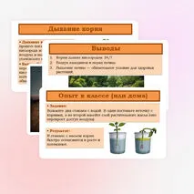 Презентация «Дыхание корня» 6 класс