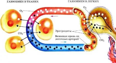 Газообмен в легких и тканях / Биология 8 класс