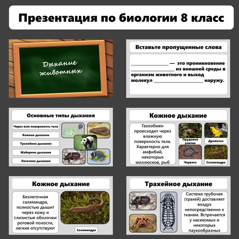 Презентация по биологии «Дыхание животных»