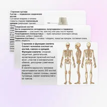 Презентация Скелет человека, строение его отделов и функции