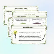 Презентация по биологии «Растительные ткани, их функции»