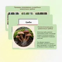 Презентация 