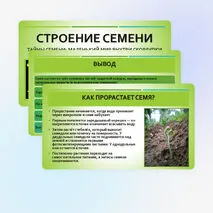 Презентация «Строение семян»