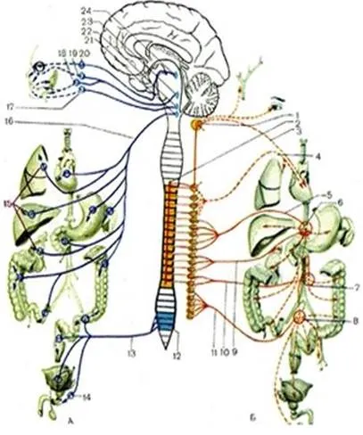https://studfile.net/html/45736/18/html_e7cr1Zea6T.05FM/img-CapDcJ.jpg