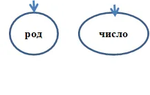 число,род
