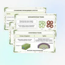 Презентация по биологии «Растительные ткани, их функции»