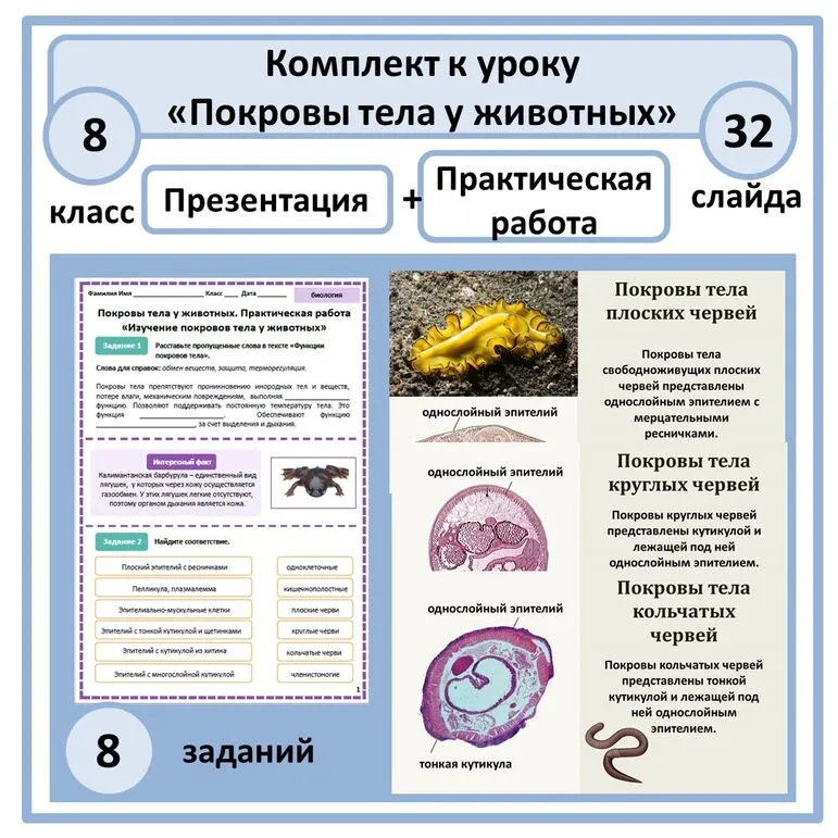 Комплект (презентация + рабочий лист) «Покровы тела животных. Практическая работа «Изучение покровов тела у животных» 8 класс