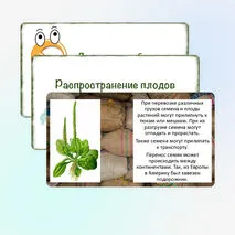 Презентация «Распространение плодов и семян в природе», 6 класс